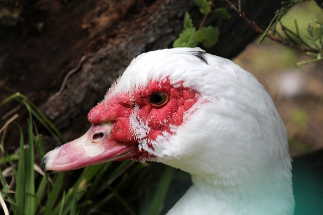 复杂的自然 复杂的自然